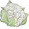 Cauliflower