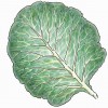 Collard